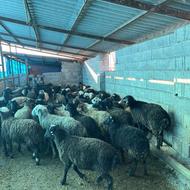 فروش بره نر