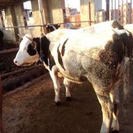 دوتا گاو‌داشتی هردوعروسک