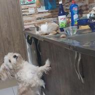 سگ نر پشمالو واگذاری