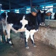 گاو گوساله نر ورزا