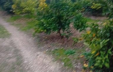 فروش فوری 8 هزار متر باغ مرکبات 25 ساله