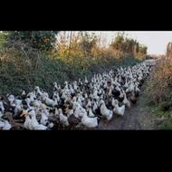 اردک محلی وخارجی سرحال تو باغ بزرگ شده