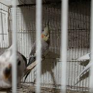 فروش انواع طوطی