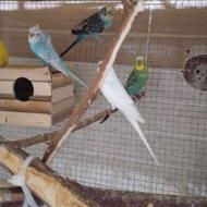 فروش انواع مرغ عشق و عروس هلندی