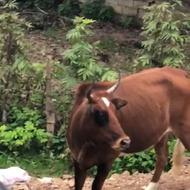 فروش تلم محلی