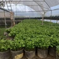 سبزه عید 1405