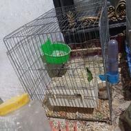 قفس بزرگ وکوچیک