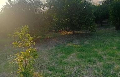 فروش فوری 3200 متر باغ نارنگی ژاپنی