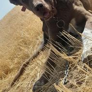 واگذاری توله سگ سرابی