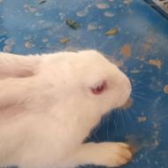 خرگوش سرحال وخوش خوراک