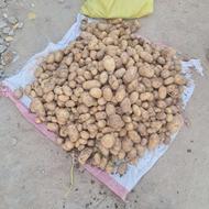 سیب زمینی ساگیتا 1400