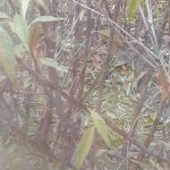 خزانه!صنوبر و ارقام میوه پیوندی