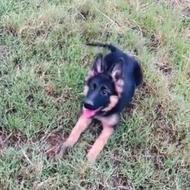 ژرمن شپرد 5ماهه واگذاری