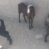 بز ها فروشی هستند معامله