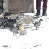 جوجه جاپنیز وگلین ودم شمشیری و شمالی