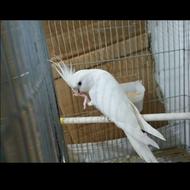 عروس هلندی البینو خالص سفید