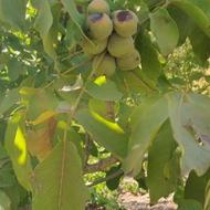 نهال گردو توسرکان ودماوند