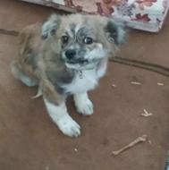 واگذاری سگ نر