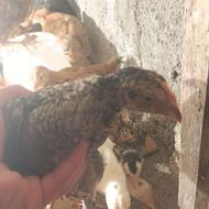 مرغ دو ماهه گلین