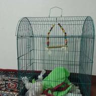 قفس عروس هلندی