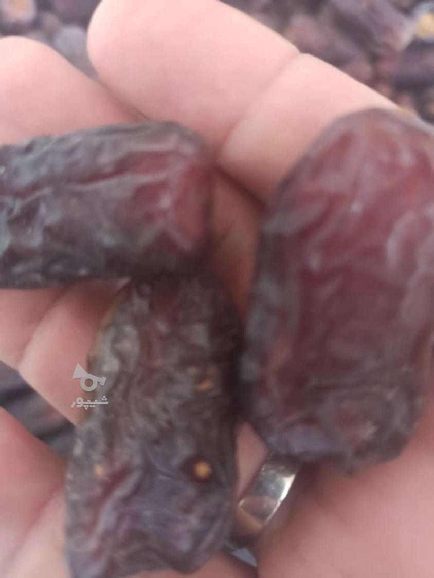 فروش خرما مضافتی