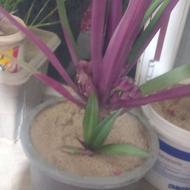 گل زیبای بنفش