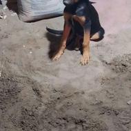 واگذاری سگ دوبرمن نر