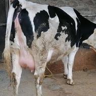 گاو رش سمینتال درجه یک چهار دندان در بانه