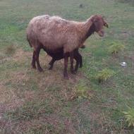 گوسفند ورمار جوان 5راس