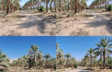 فروش فوری باغ 13هکتاری بارده ـ 2چاه فعال برقی ـ قیرکازرین