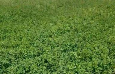 35 هزار متر زمین کشاورزی