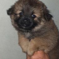 سگ پامر اشمیز واگذاری