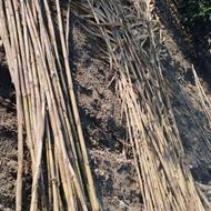 فروش انواع نی برن کوتاه