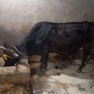 گاو جنگلی سالم و سرحال فرنام‌دیوسالار