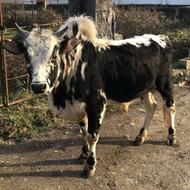 ورزا قواره دار و تن دار