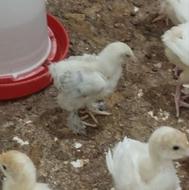 فروش جوجه یک روزه در زرقان