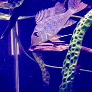 فروش 2 عدد ماهی ژئوفاگوس سه بندی