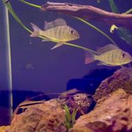 فروش 2 عدد ماهی ژئوفاگوس