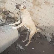 واگذاری سگ سرابی 18 ماهه