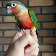 فروش کلی سالن طوطی