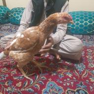 سندی ماکیان معامله باخروس