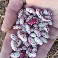 لوبیا چیتی بذری