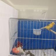 قناری نر پاکسازی شده