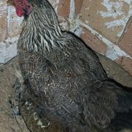 17عدعدمرغ تازه به بالغ رسیده