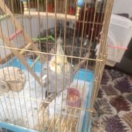 عروس هلندی نر