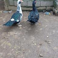 ...سلام اردک روسی دارم میخوام بفروشم - .......