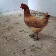 مرغ تخم گزار