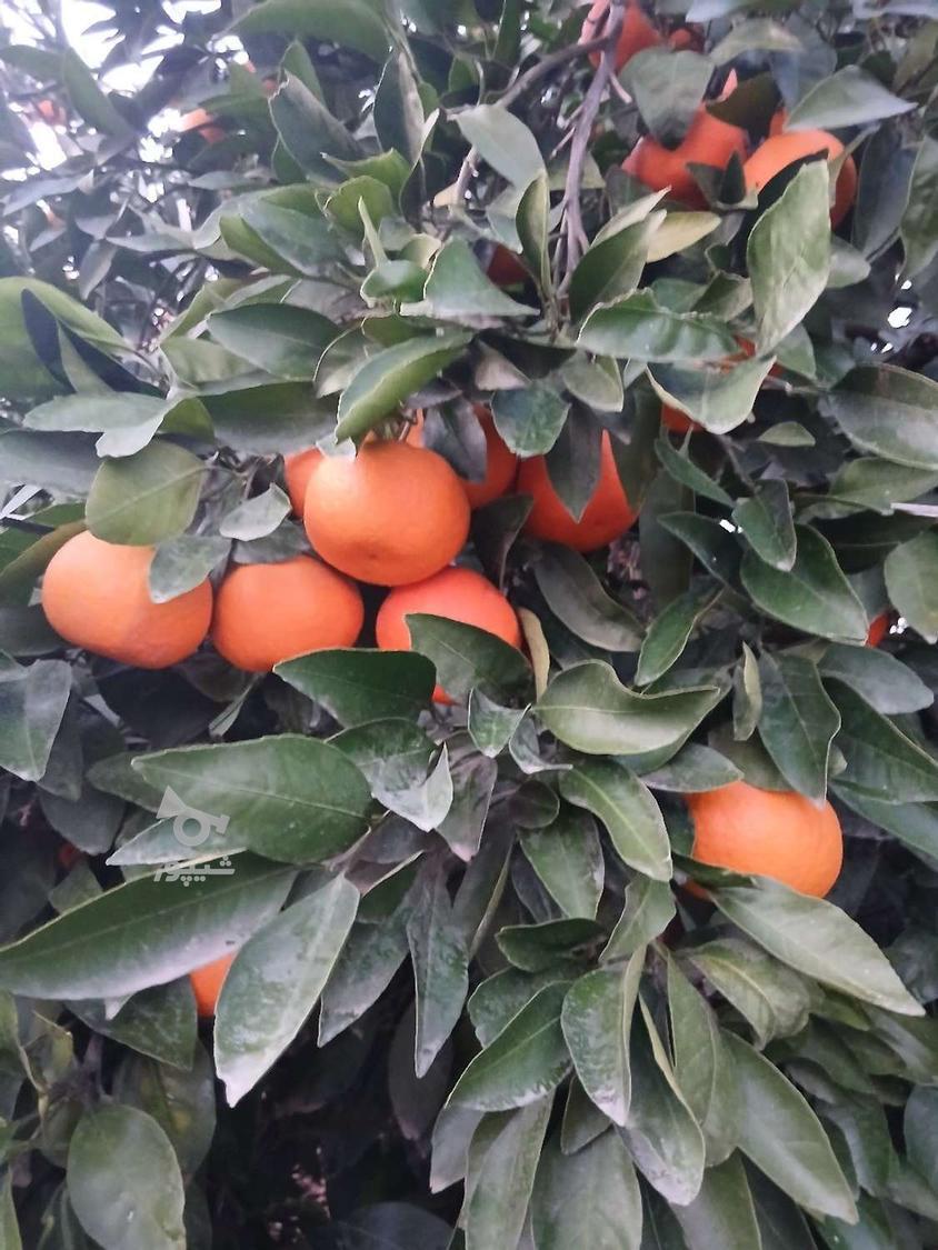 نارنگی سردرختی درشت