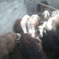 فروش بره گوسفند افشاری