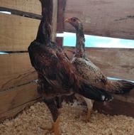 لاری اوشامو اصیل